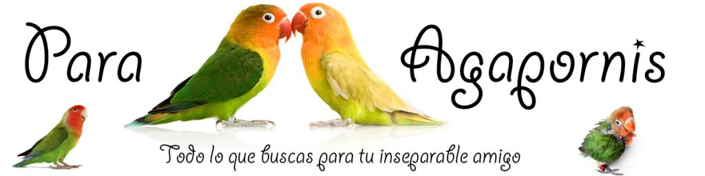 inseparables-pajaros