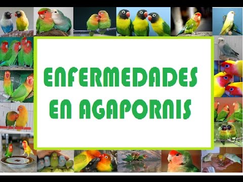 enfermedades-agapornis