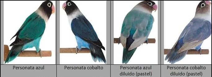 tipos-agapornis-personata