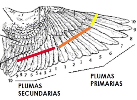 clasificacion-alas-agapornis